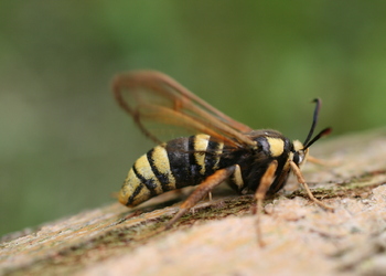Hornissen - Glasflügler (Sesia apiformis) - © Emanuel Trummer